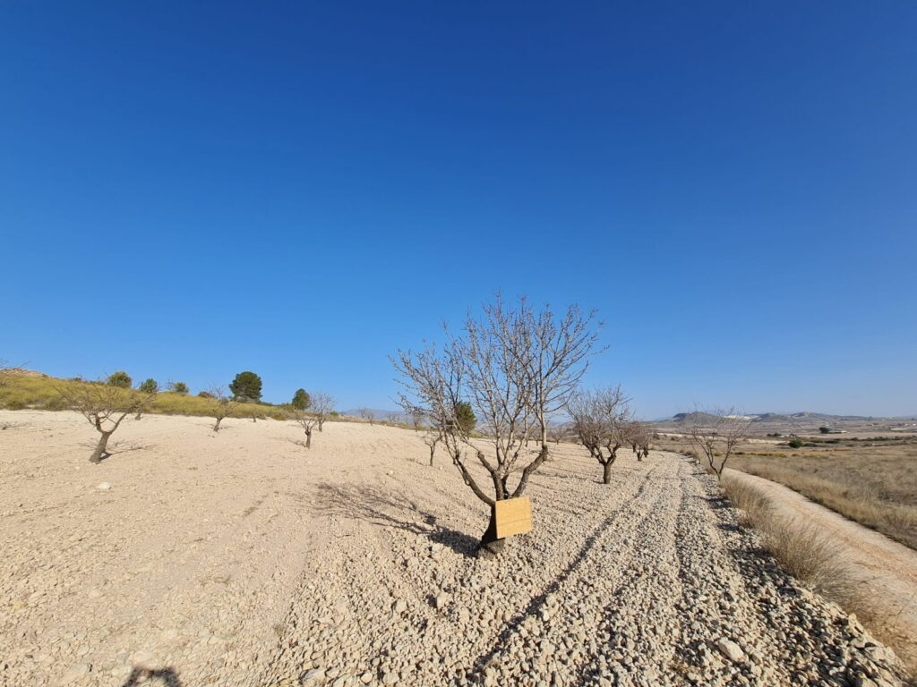 Land w Jumilla - oferta MLSC197203