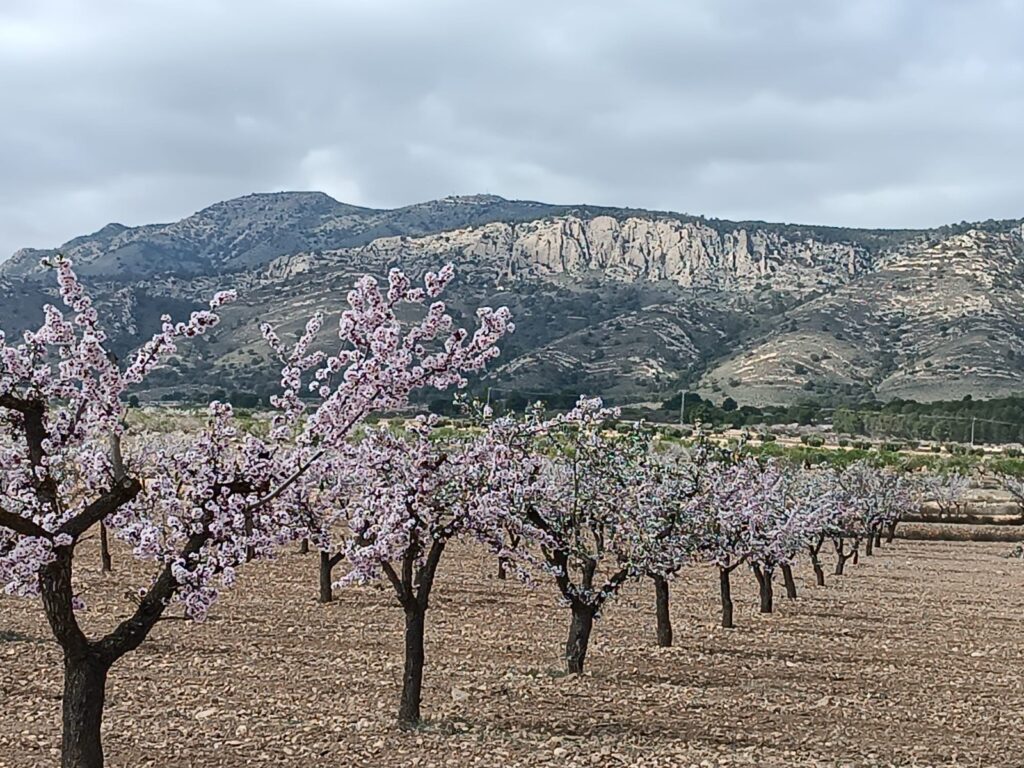 Land w Jumilla - oferta MLSC4647965