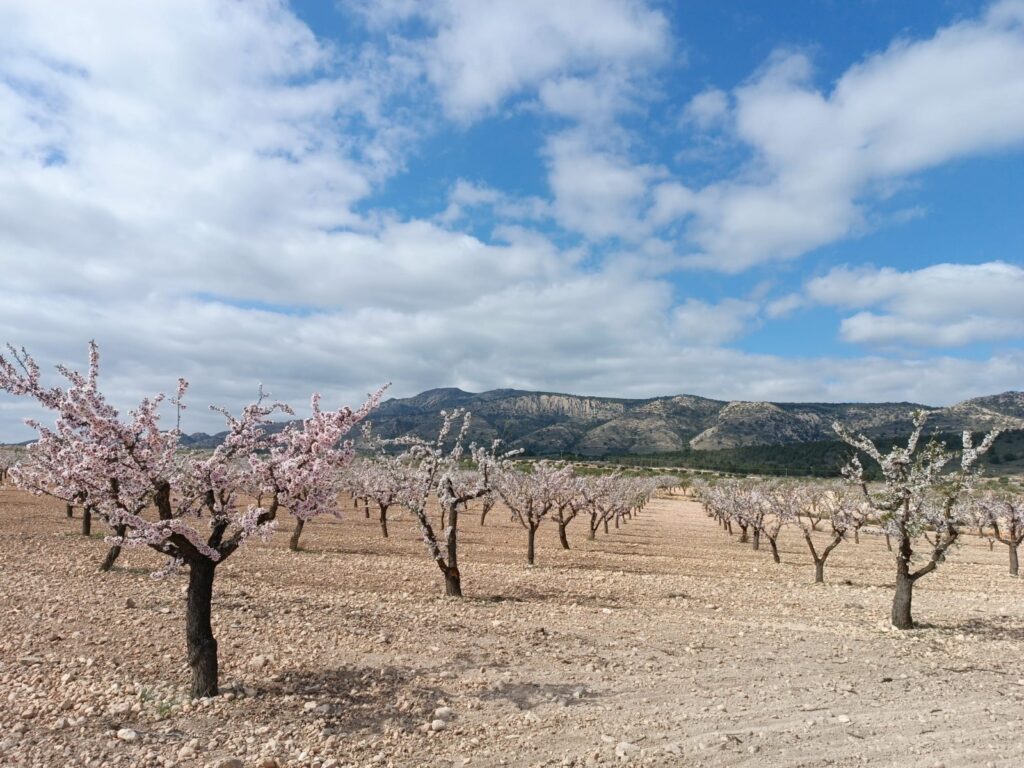 Land w Jumilla - oferta MLSC4647965