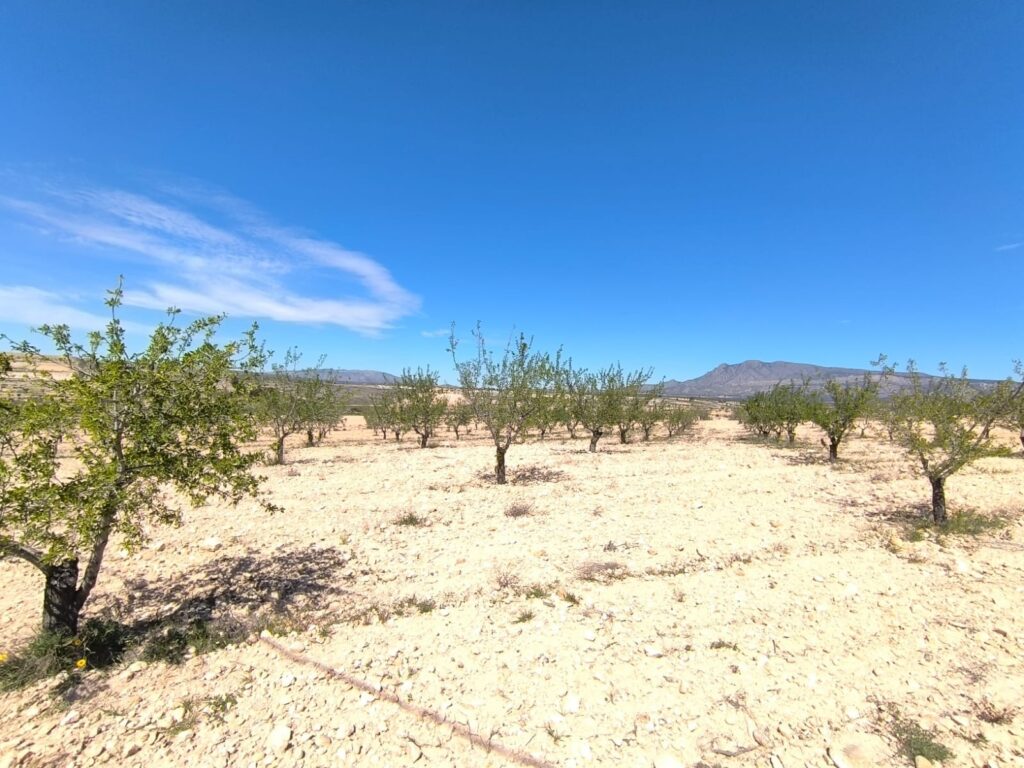 Land w Jumilla - oferta MLSC4925015