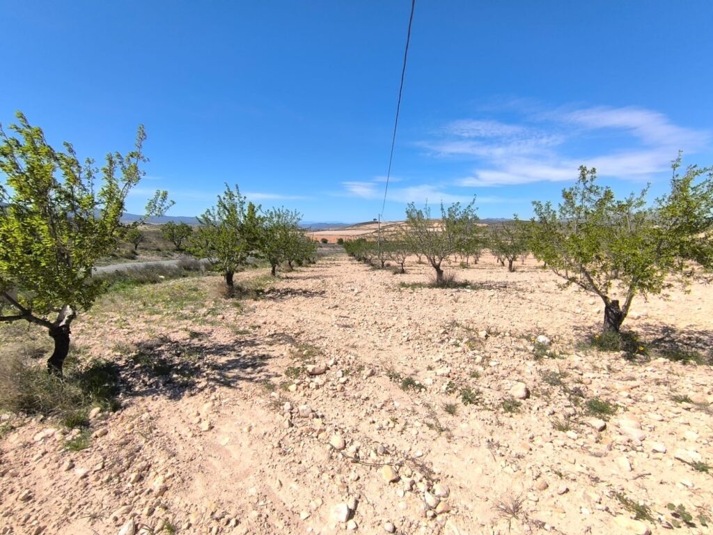 Land w Jumilla - oferta MLSC4925015