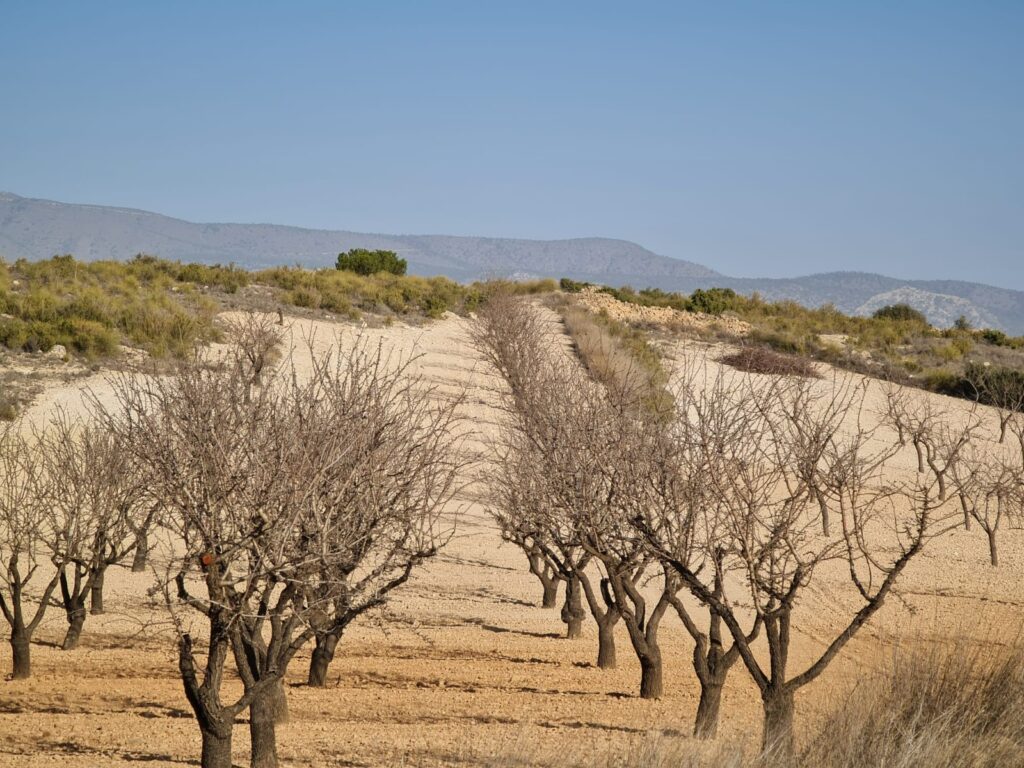 Land w Jumilla - oferta MLSC6936015