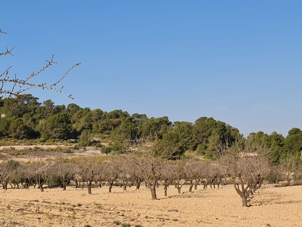 Land w Jumilla - oferta MLSC6936015