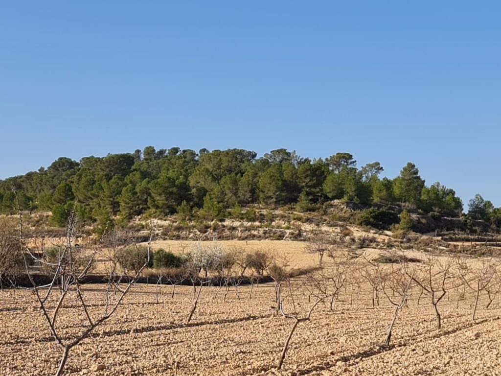 Land w Jumilla - oferta MLSC6936015
