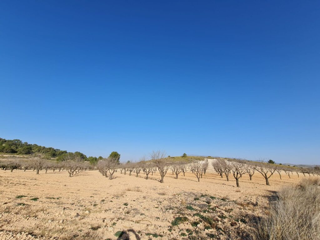 Land w Jumilla - oferta MLSC6936015