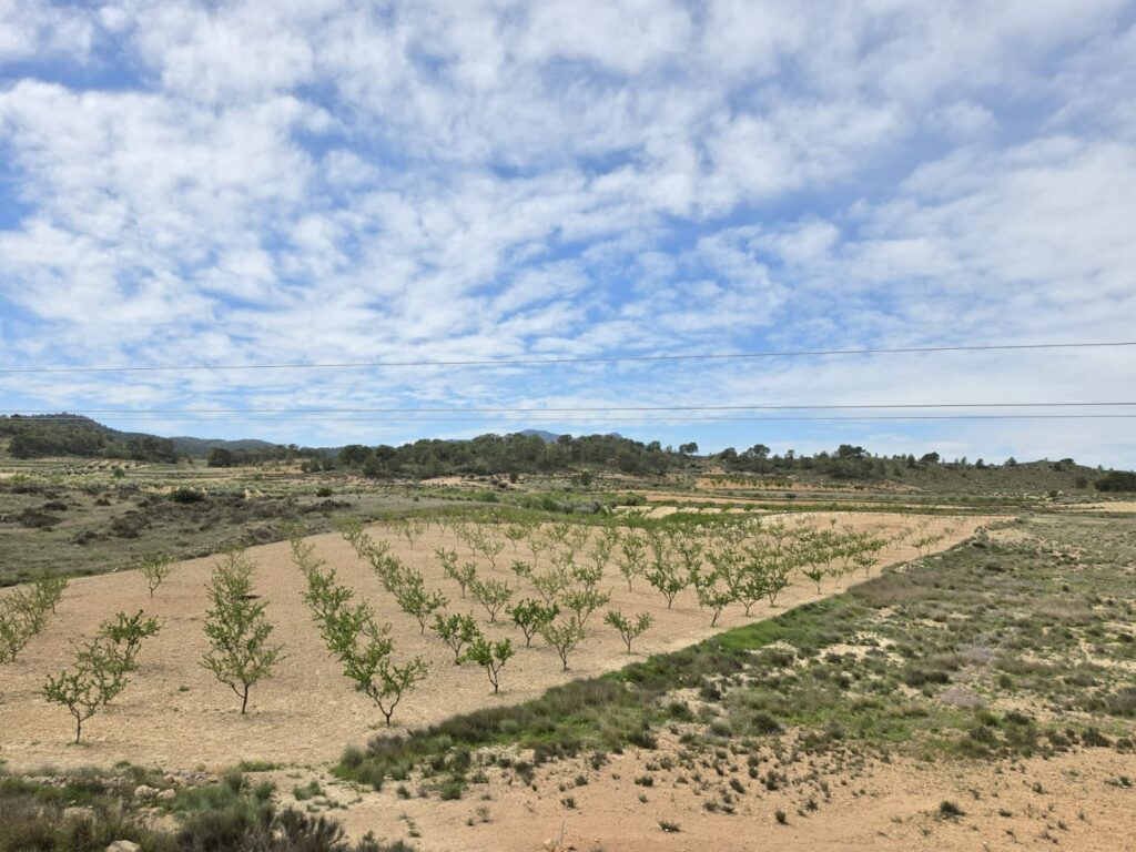 Land w Jumilla - oferta MLSC9101808