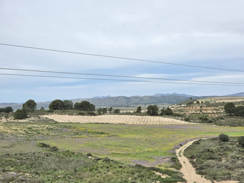 Land w Jumilla - oferta MLSC9101808