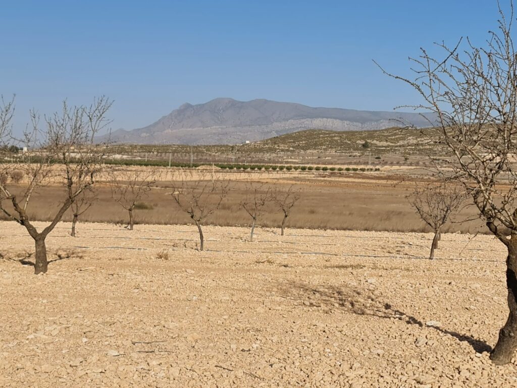 Land w Jumilla - oferta MLSC9122350