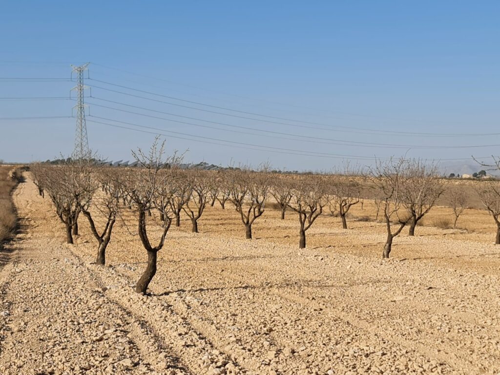 Land w Jumilla - oferta MLSC9122350