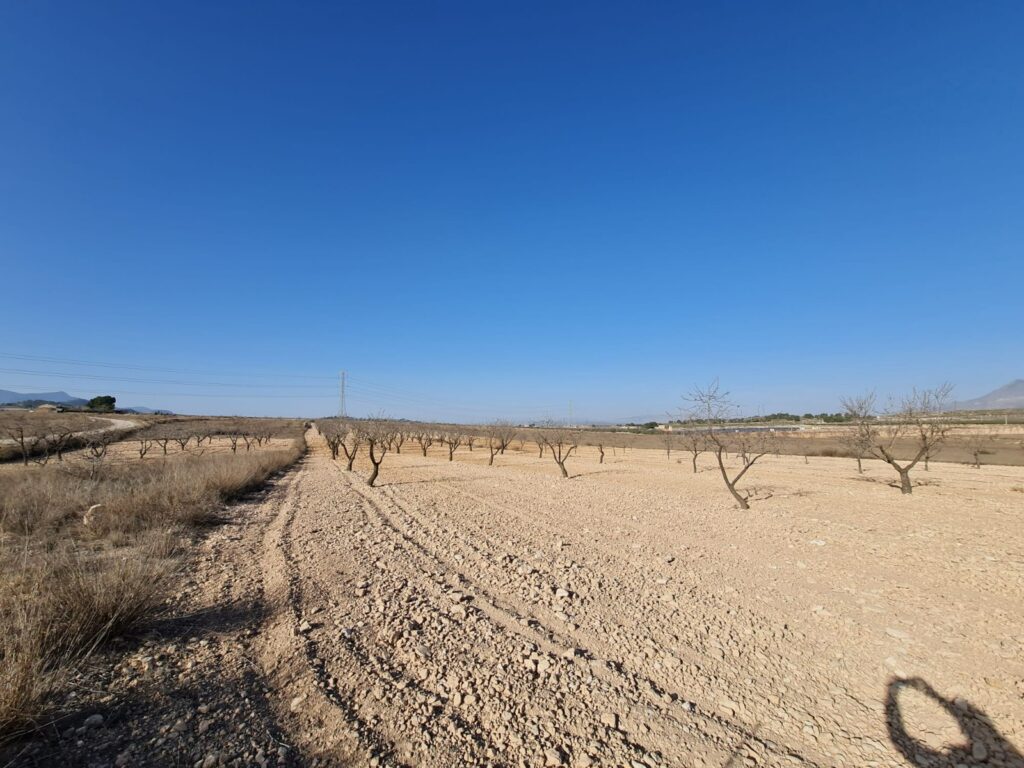 Land w Jumilla - oferta MLSC9122350