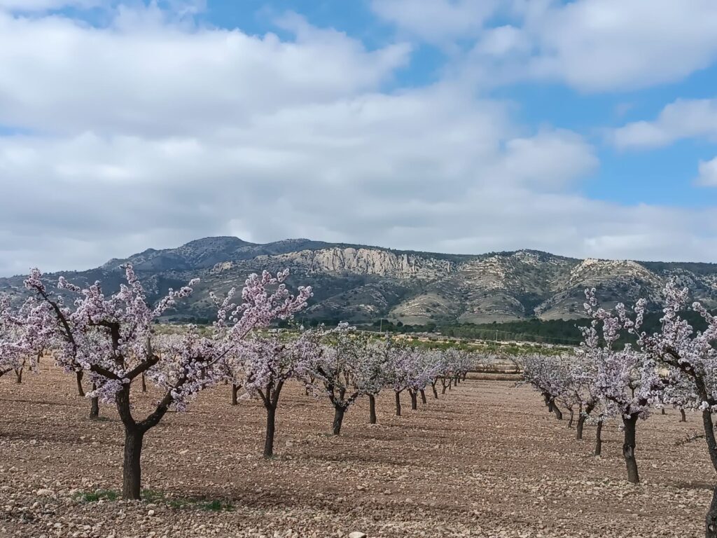 Land w Jumilla - oferta MLSC936460