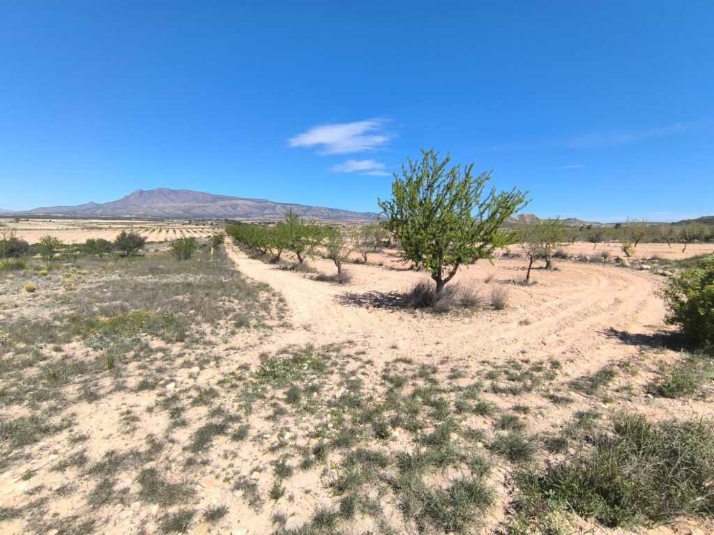 Land w Jumilla - oferta MLSC9466304