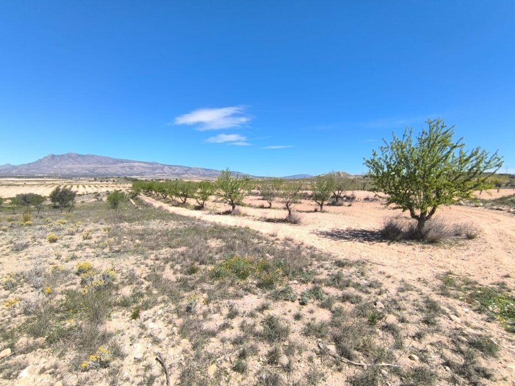 Land w Jumilla - oferta MLSC9466304