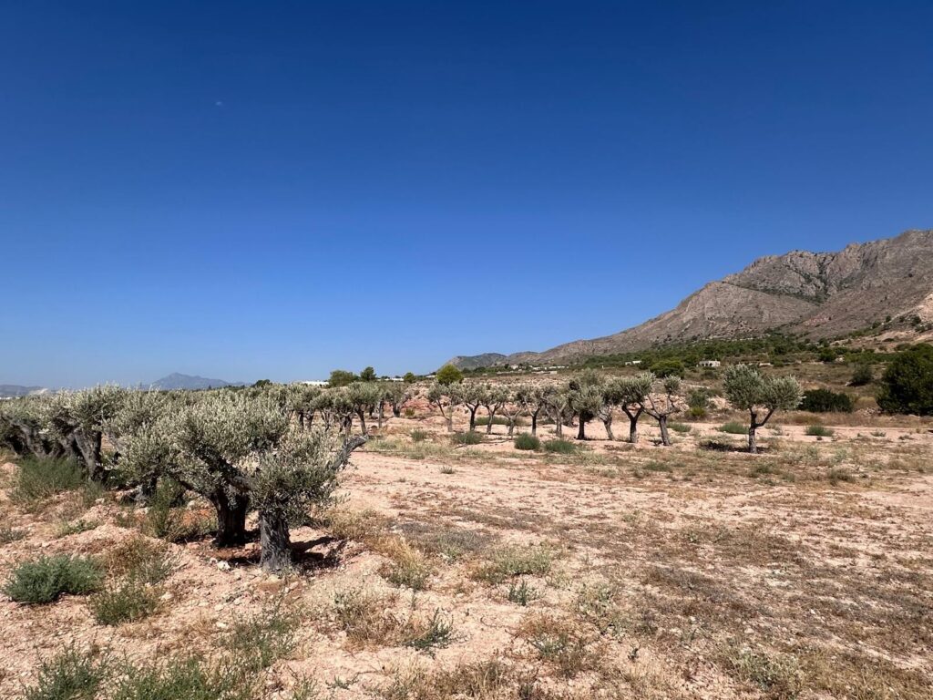 Land w Macisvenda - oferta MLSC8150540