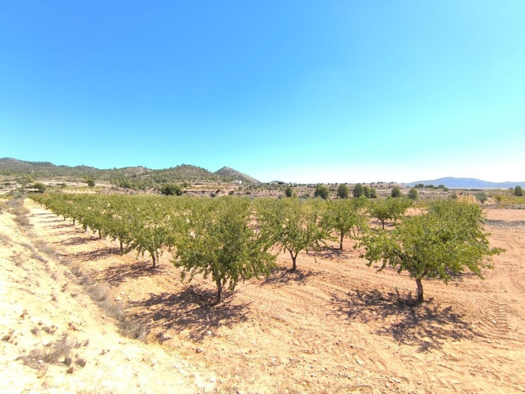 Land w Monóvar/Monóver - oferta MLSC1378584