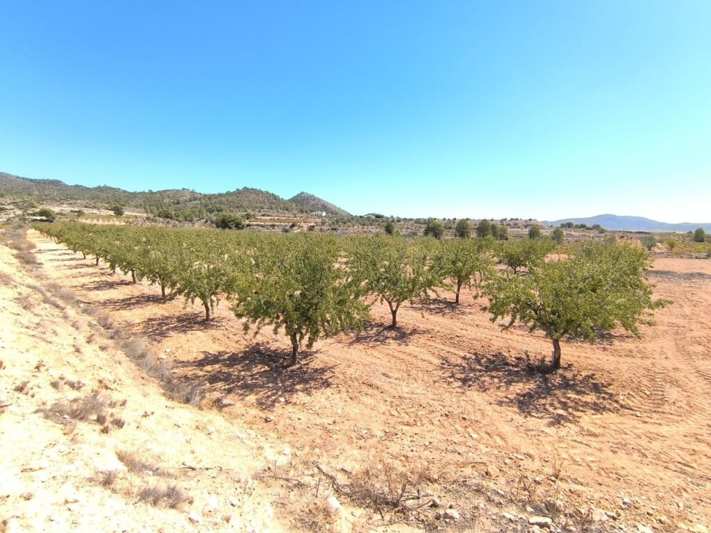 Land w Monóvar/Monóver - oferta MLSC1378584