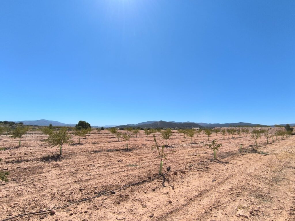 Land w Monóvar/Monóver - oferta MLSC1378584