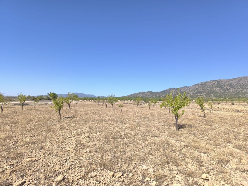 Land w Monóvar/Monóver - oferta MLSC7081361