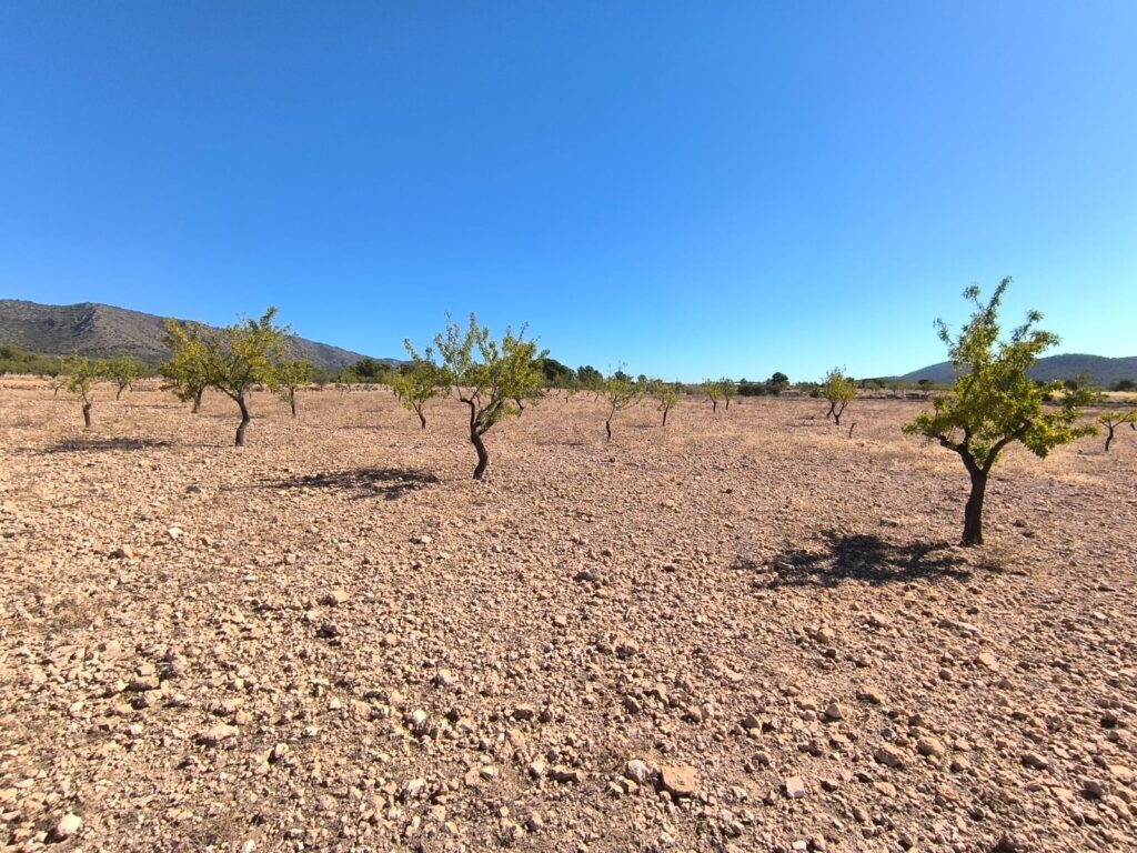 Land w Monóvar/Monóver - oferta MLSC7081361