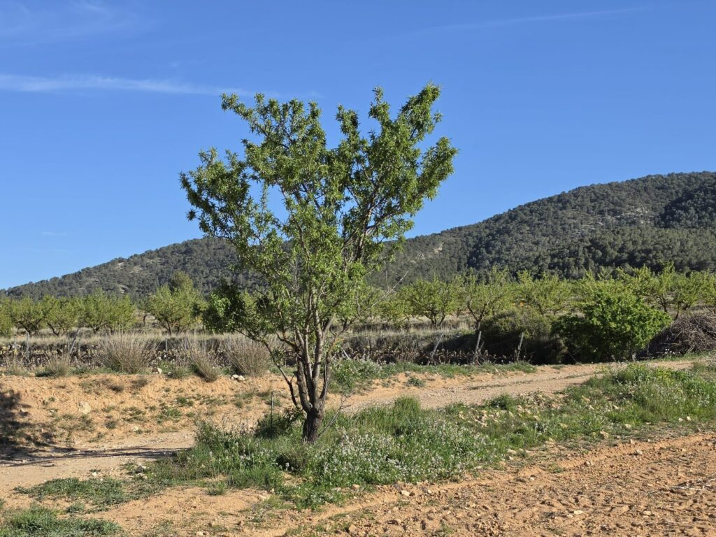 Land w Monóvar/Monóver - oferta MLSC7299547