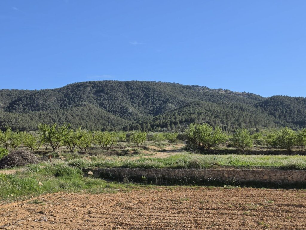 Land w Monóvar/Monóver - oferta MLSC7299547