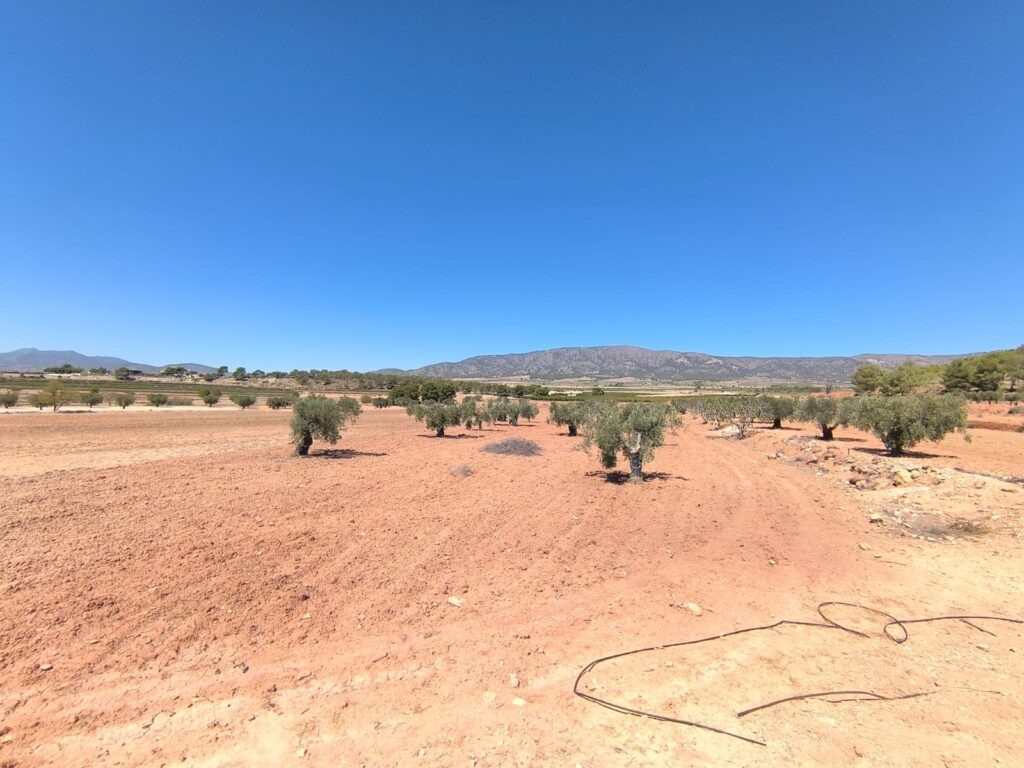 Land w Monóvar/Monóver - oferta MLSC8325796