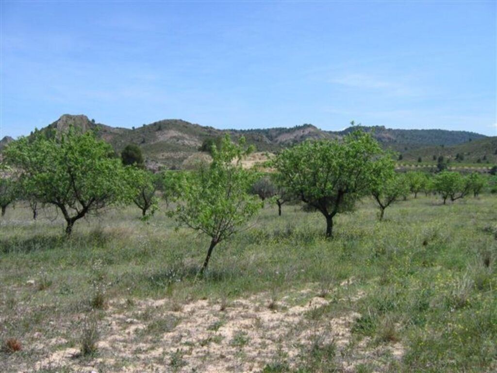 Land w Murcia - oferta MLSC934198