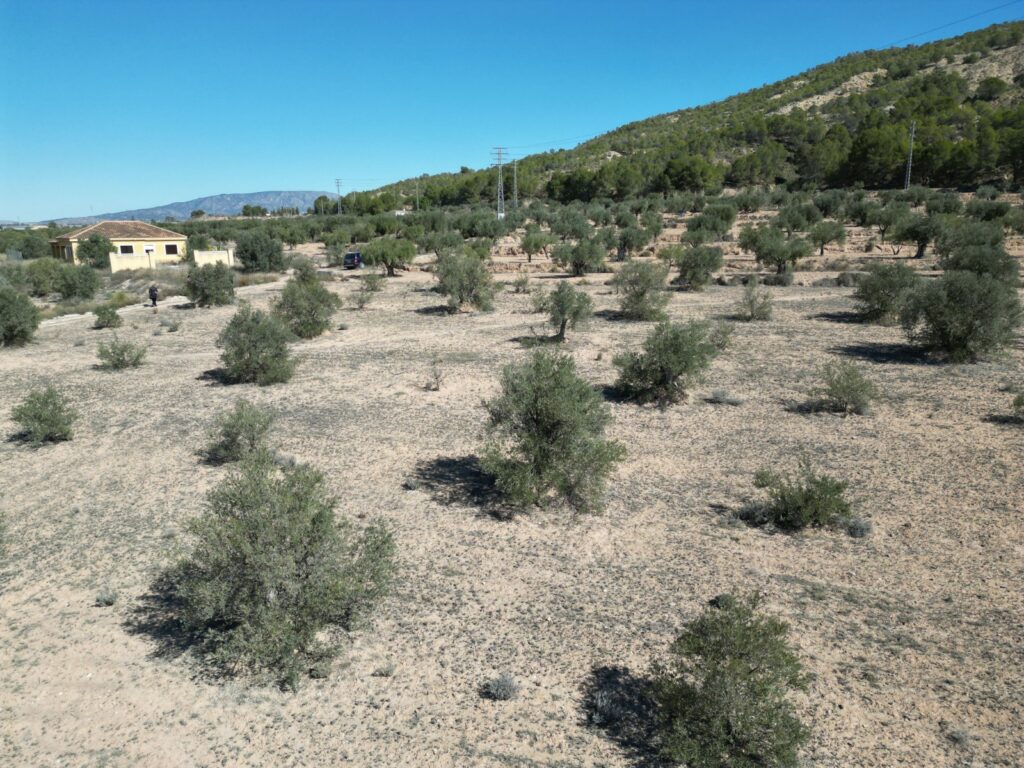 Land w Pinoso - oferta MLSC3967126