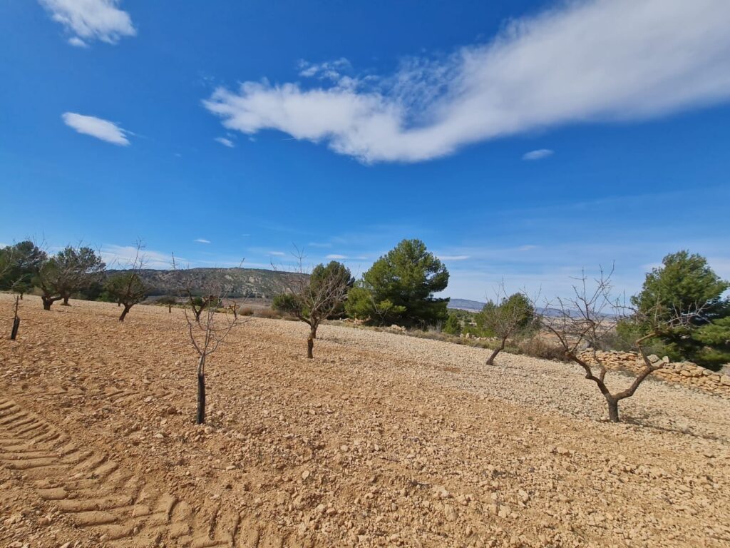 Land w Pinoso - oferta MLSC5387720