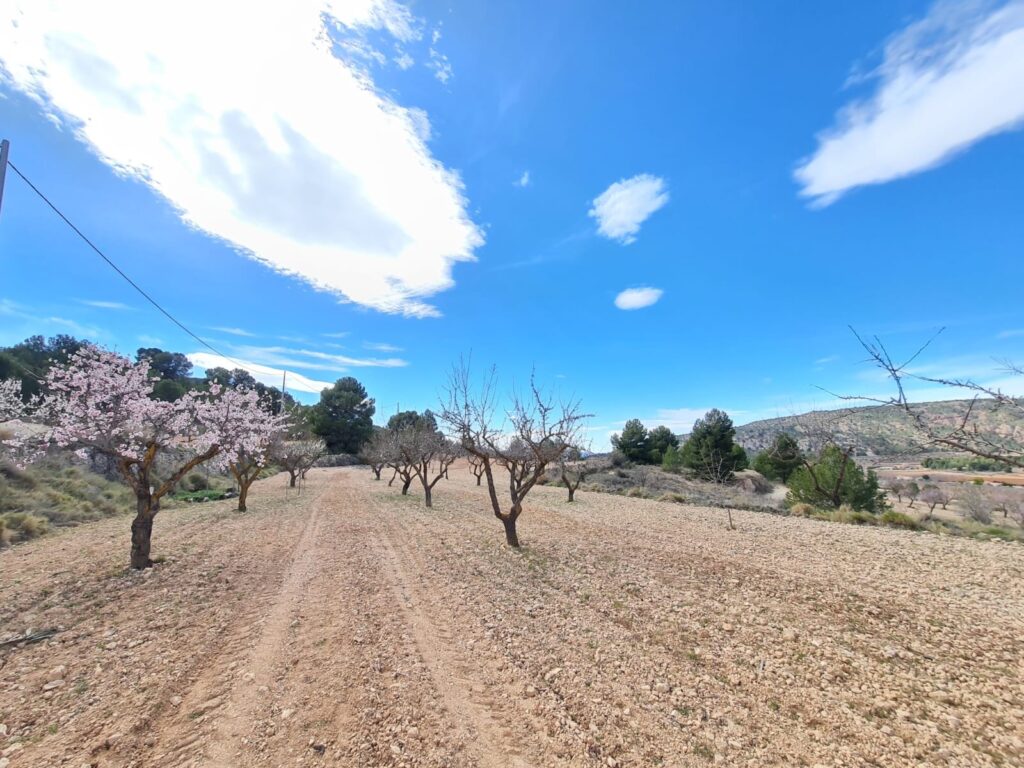 Land w Pinoso - oferta MLSC5387720