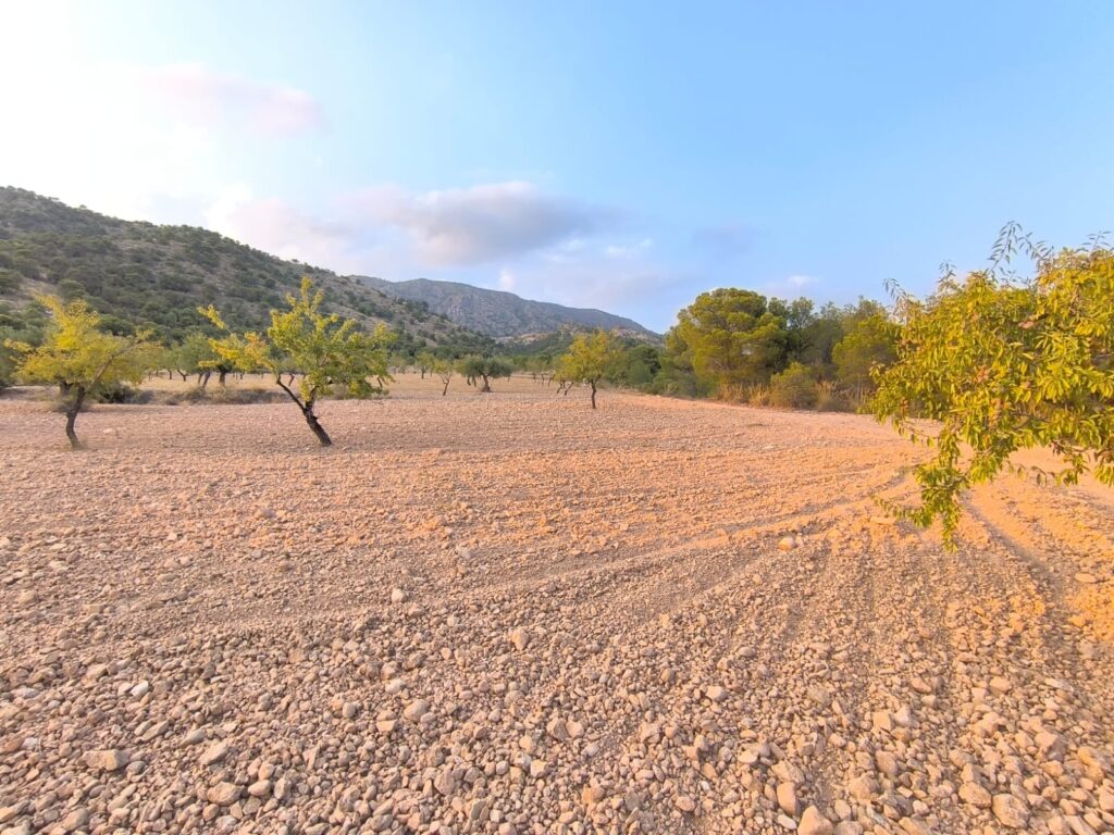 Land w Pinoso - oferta MLSC5899455