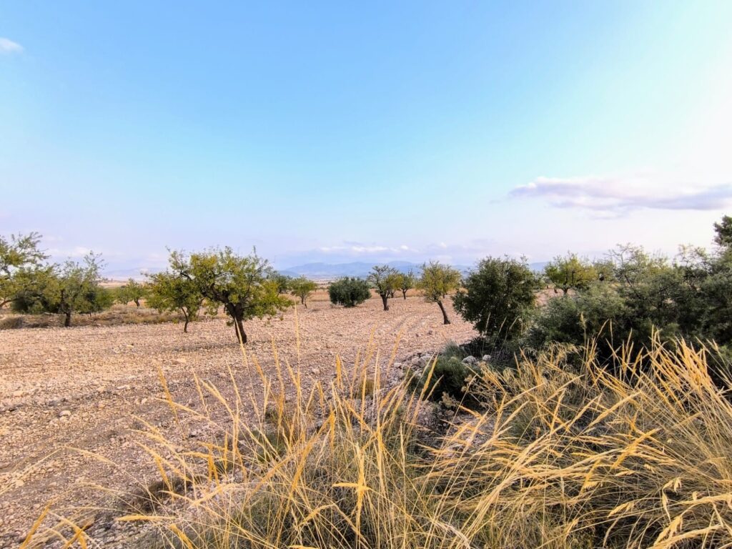 Land w Pinoso - oferta MLSC8790791
