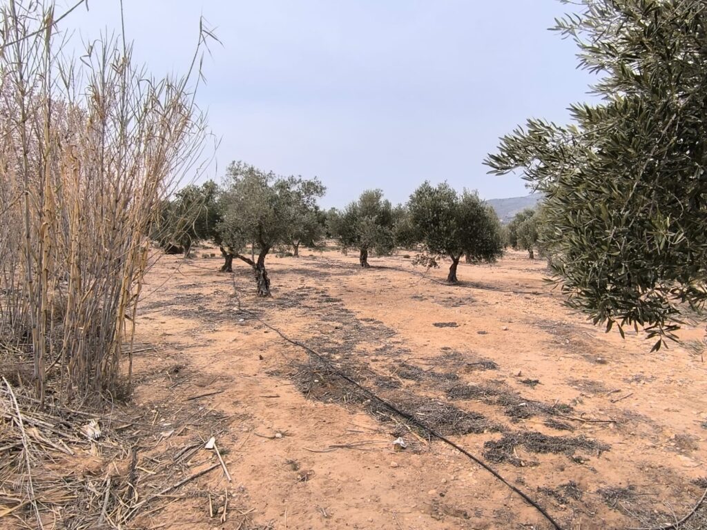 Land w Villena - oferta MLSC1162037