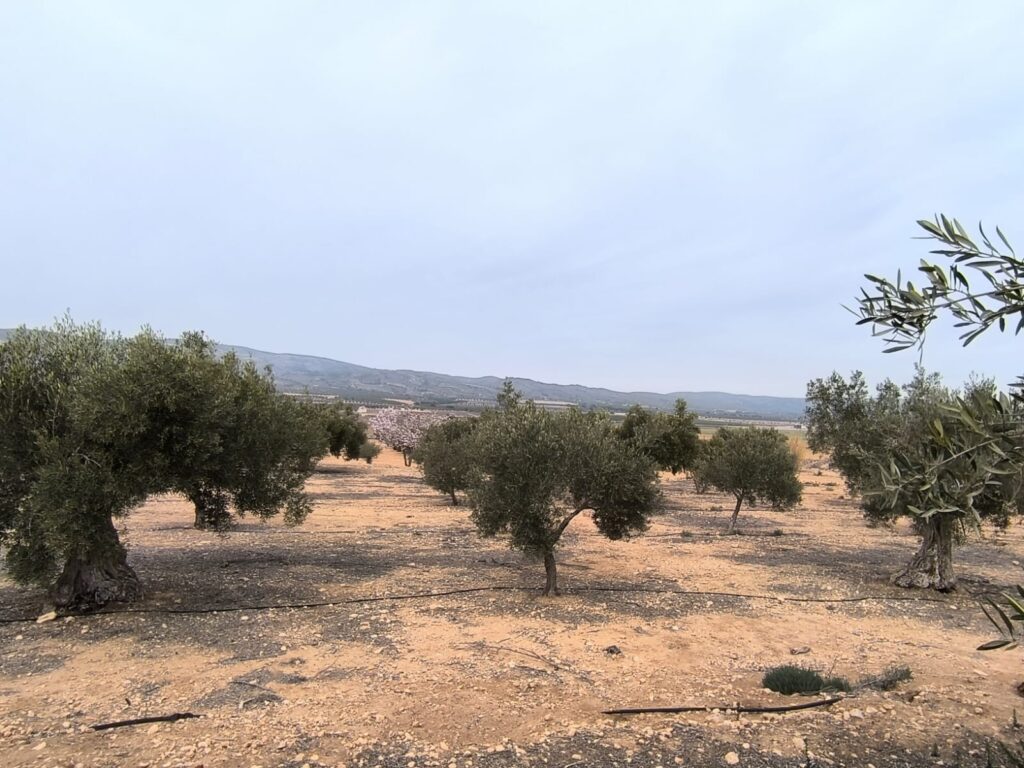 Land w Villena - oferta MLSC1162037