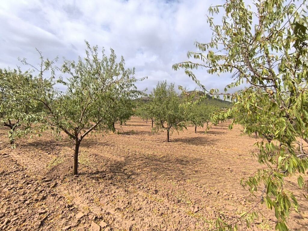 Land w Yecla - oferta MLSC2406482