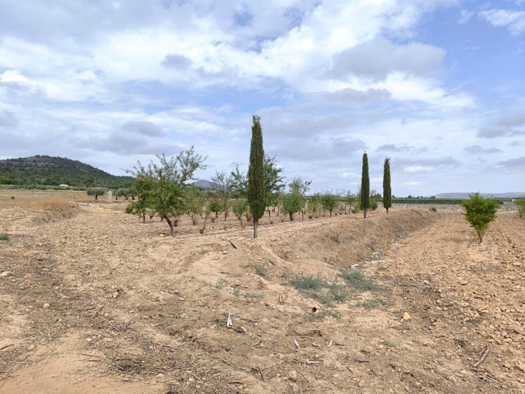 Land w Yecla - oferta MLSC2406482