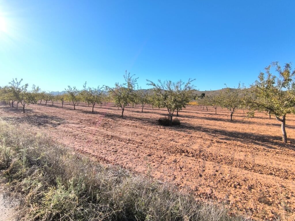 Land w Yecla - oferta MLSC2920834